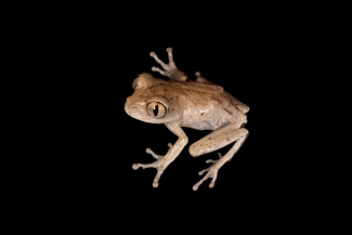 Mouloundo to Loubomo, Gabon 2012: Amphibian Biodiversity