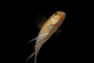 Mouloundo to Loubomo, Gabon 2012: Fish Biodiversity