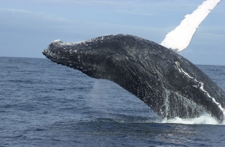 Gabon 2003: Humpback Whales