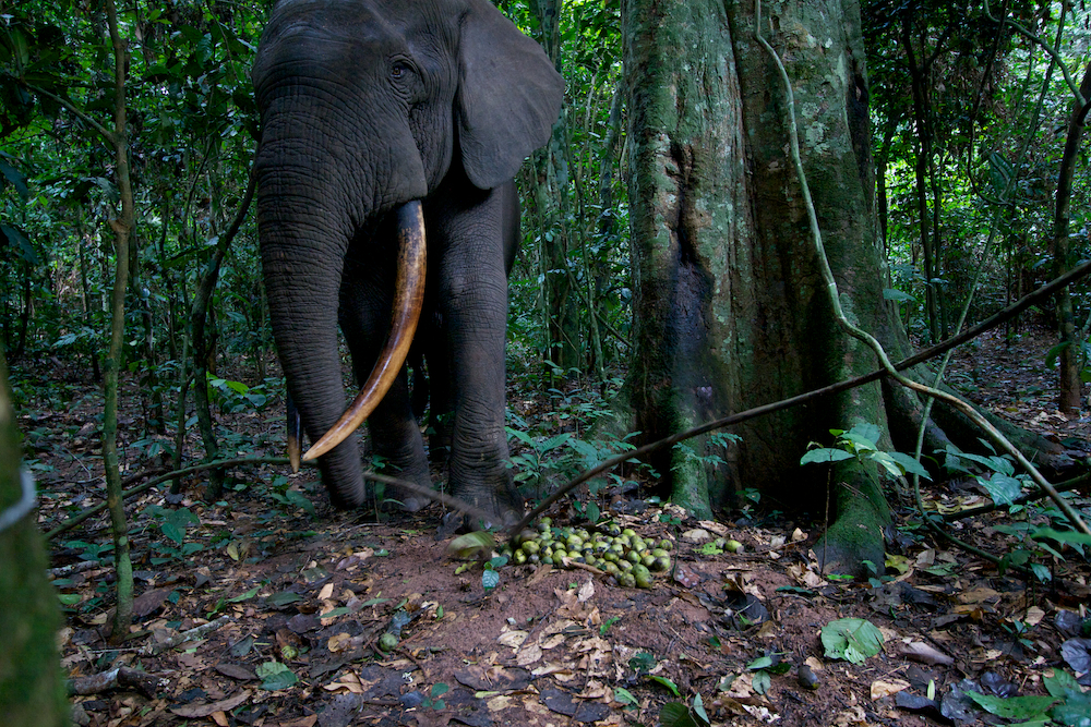 4th trip to goualougo.  Head researchers - dave morgan & crickette sanz.  naive chimpanzee project in ndoki national park in the congo.  work started in 2006.  pygmies are from bomassa and makou.  wcs runs the park.  chimps live in a forest untouched by humans, new culture is being seen in the chimps with multiple tool kits for honey pounding and termite fishing.continuation of camera trap work.  fruit follows are used by the scientists to count animals visiting fruiting trees for ebola - fruit bats are believed to carry the virus and spread it by fruit.    at the above ground termite nests the chimps use specific plants as tools, the same for the underground nests.