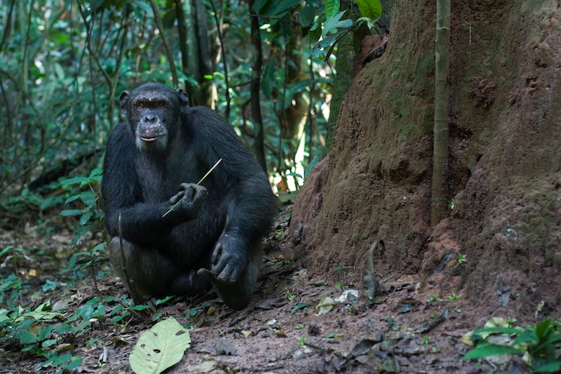 4th trip to goualougo.  Head researchers - dave morgan & crickette sanz.  naive chimpanzee project in ndoki national park in the congo.  work started in 2006.  pygmies are from bomassa and makou.  wcs runs the park.  chimps live in a forest untouched by humans, new culture is being seen in the chimps with multiple tool kits for honey pounding and termite fishing.continuation of camera trap work.  fruit follows are used by the scientists to count animals visiting fruiting trees for ebola - fruit bats are believed to carry the virus and spread it by fruit.    at the above ground termite nests the chimps use specific plants as tools, the same for the underground nests.  encounters with naive chimps from the dede community.  lots of rain and cloudy days.