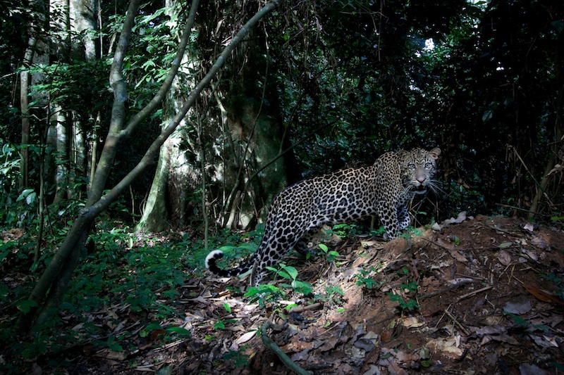 Goualougo Triangle, Final Trip, Ndoki National Park, Congo, Team of Ian Nichols, Makody, David Morgan.