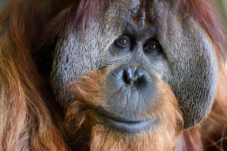 International Orangutan Center: Portraits