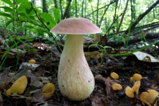 Mountain Lake Biological Station: Biology of Fungi 2013