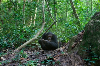 Goualougo Triangle Chimpanzees