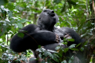 Congo Lowland Gorillas