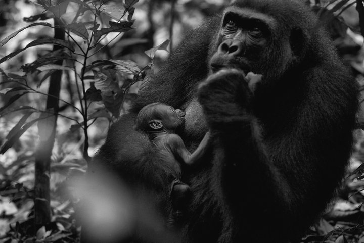 Momma and Baby Gorilla